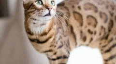 Bengal cat (foto): mala kopija leoparda
